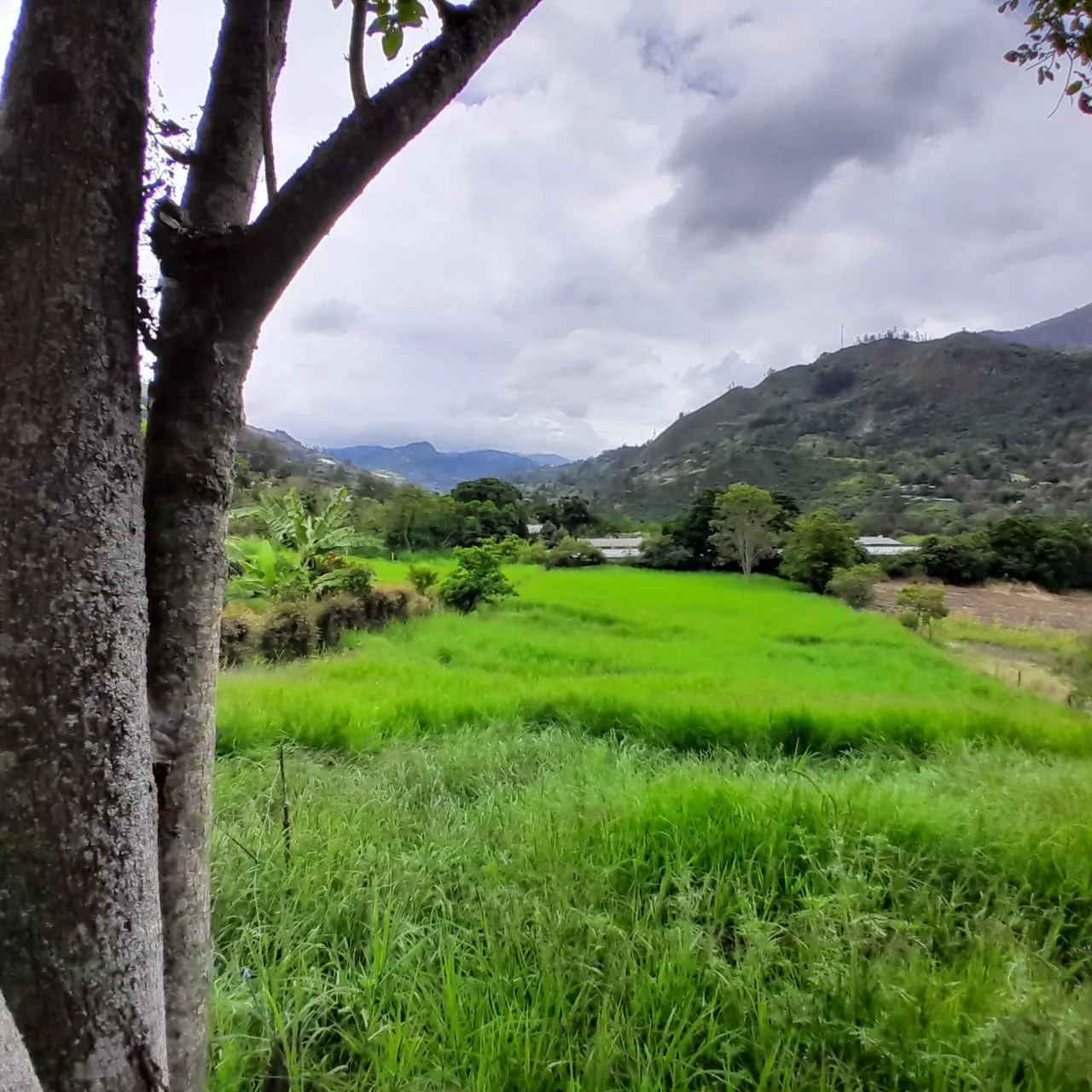 Lote Rural Choachi Cundinamarca - 4