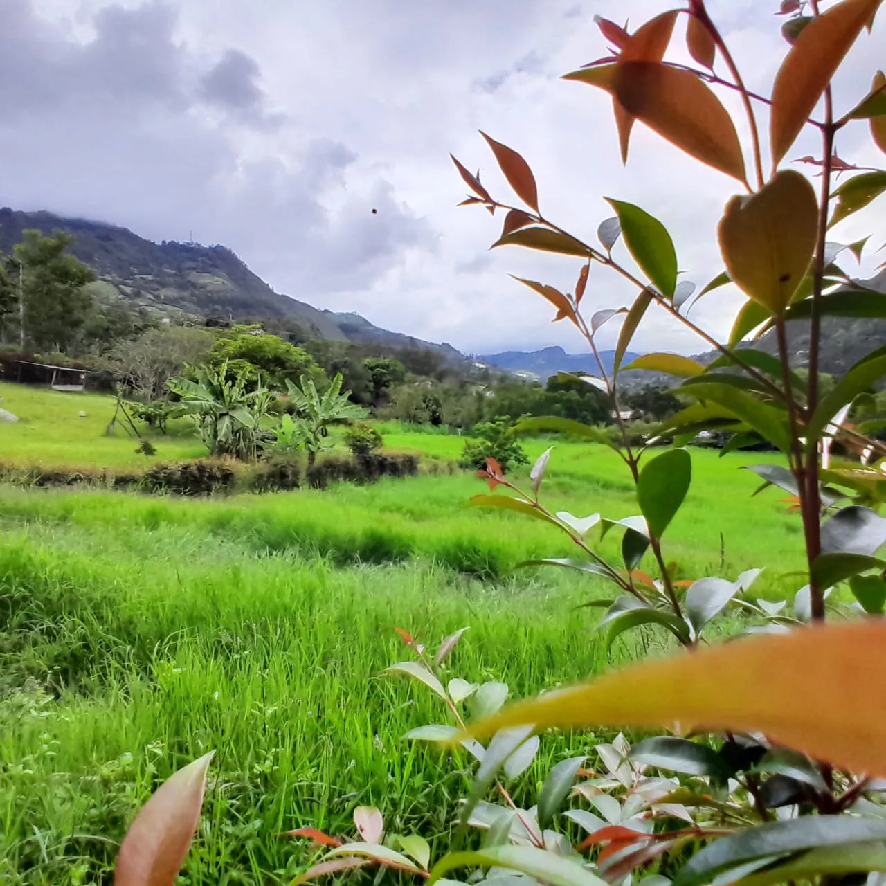 Lote Rural Choachi Cundinamarca - 1