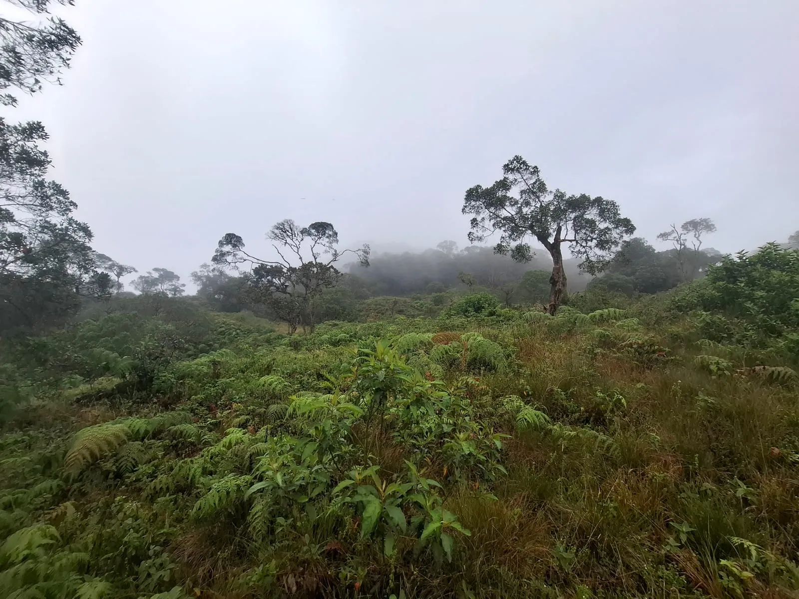 Vento Terreno en Fómeque Cundinamarca - 5