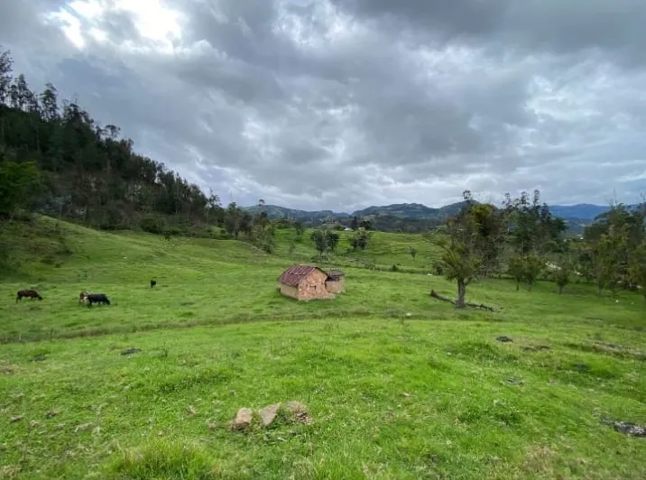Se Vende Finca Productiva de 35.600 m² en Jenesano, Boyacá - 4