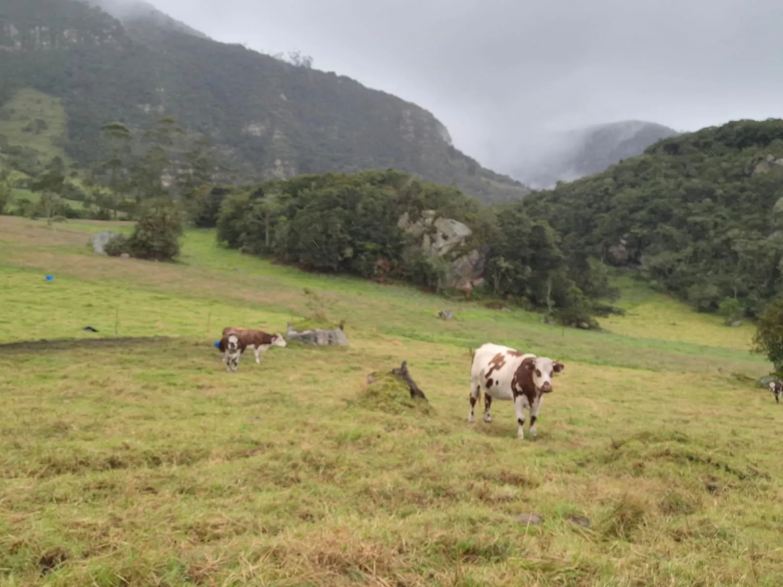 Vendo Terreno en Choachi, Cundinamarca, Colombia. - 1
