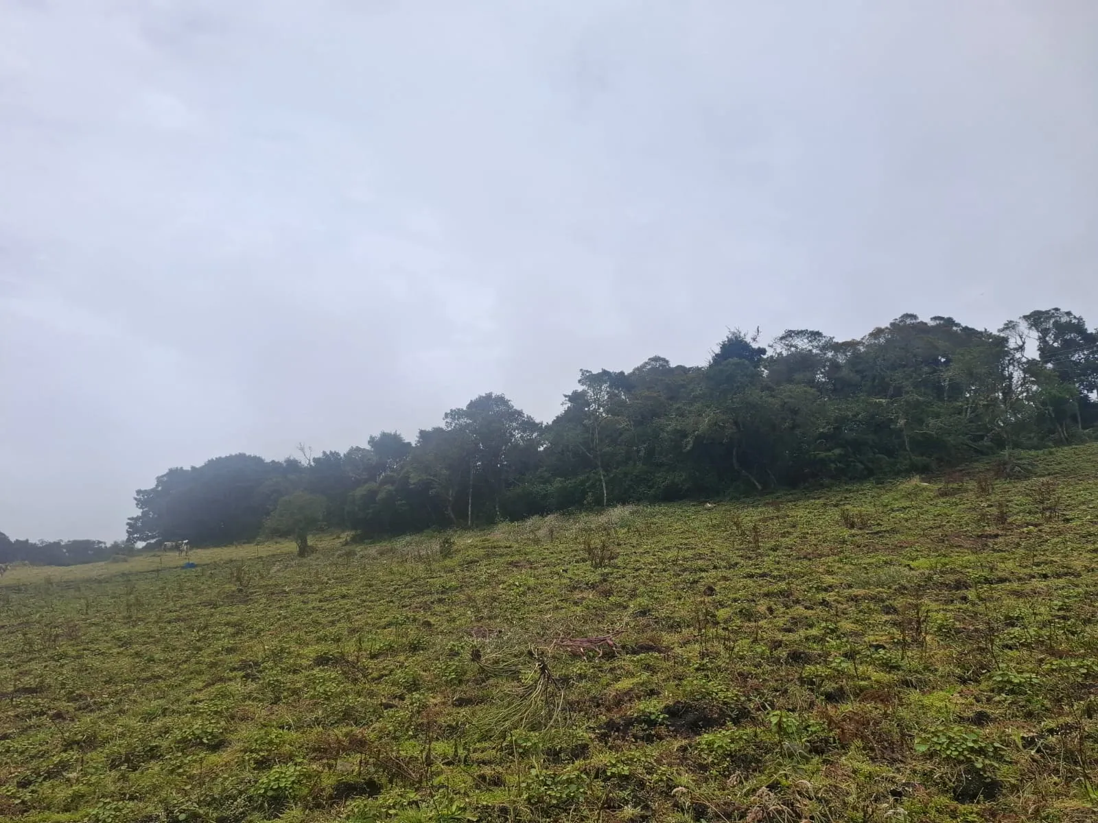 Vendo Terreno en Choachi, Cundinamarca, Colombia. - 12