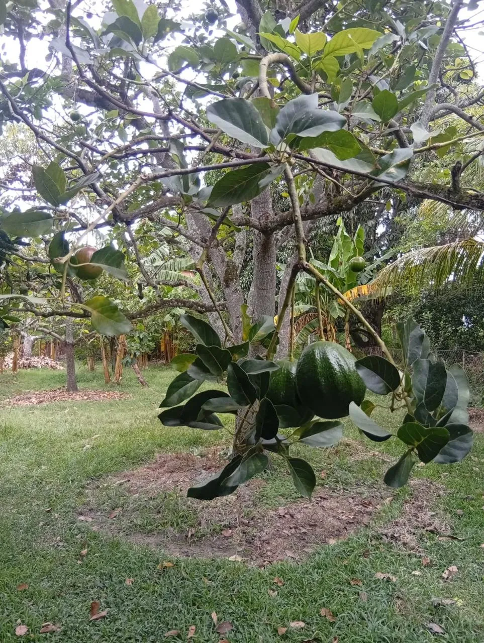 Casa Campestre en Venta o Alquiler en Rozo La Torre — foto 11