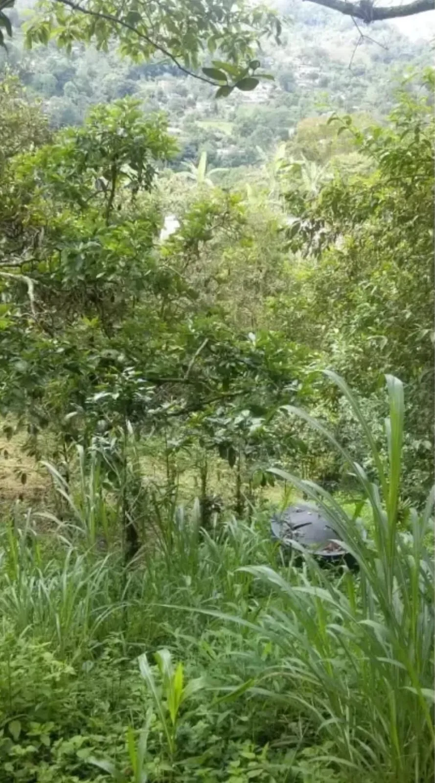 VENDO FINCA PEQUEÑA EN SAN FRANCISCO CUNDINAMARCA — foto 10