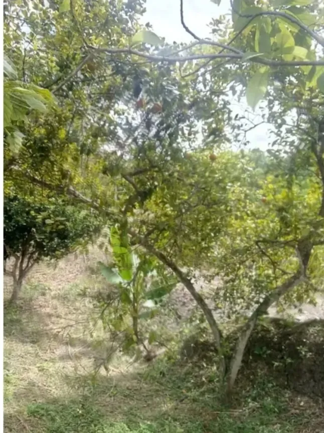 VENDO HERMOSA FINCA CON GLAMPING PARA REMODELAR - 17