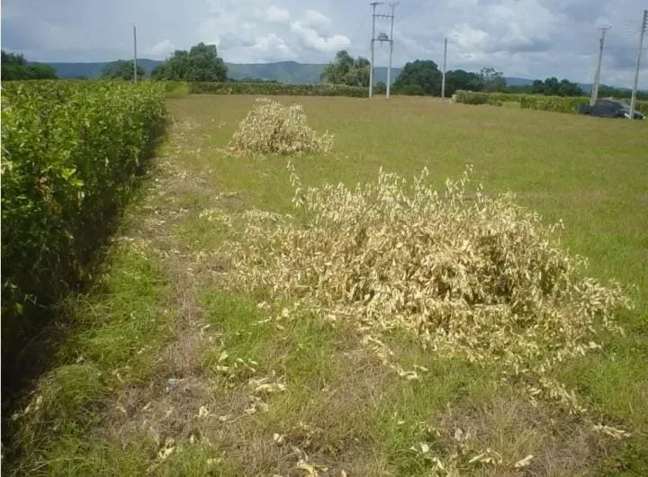 VENDO HERMOSO LOTE CONDOMINIO SANTA ANA FLANDES TOLIMA - 4