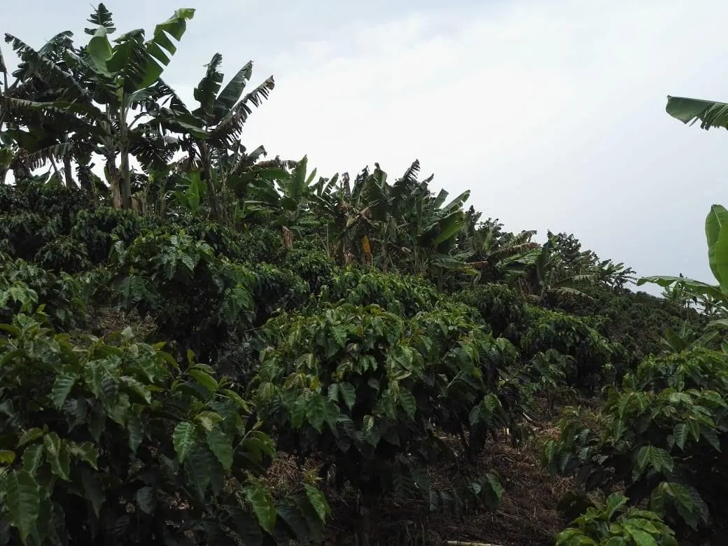 SE VENDE HERMOSA FINCA EN MANIZALES - 7