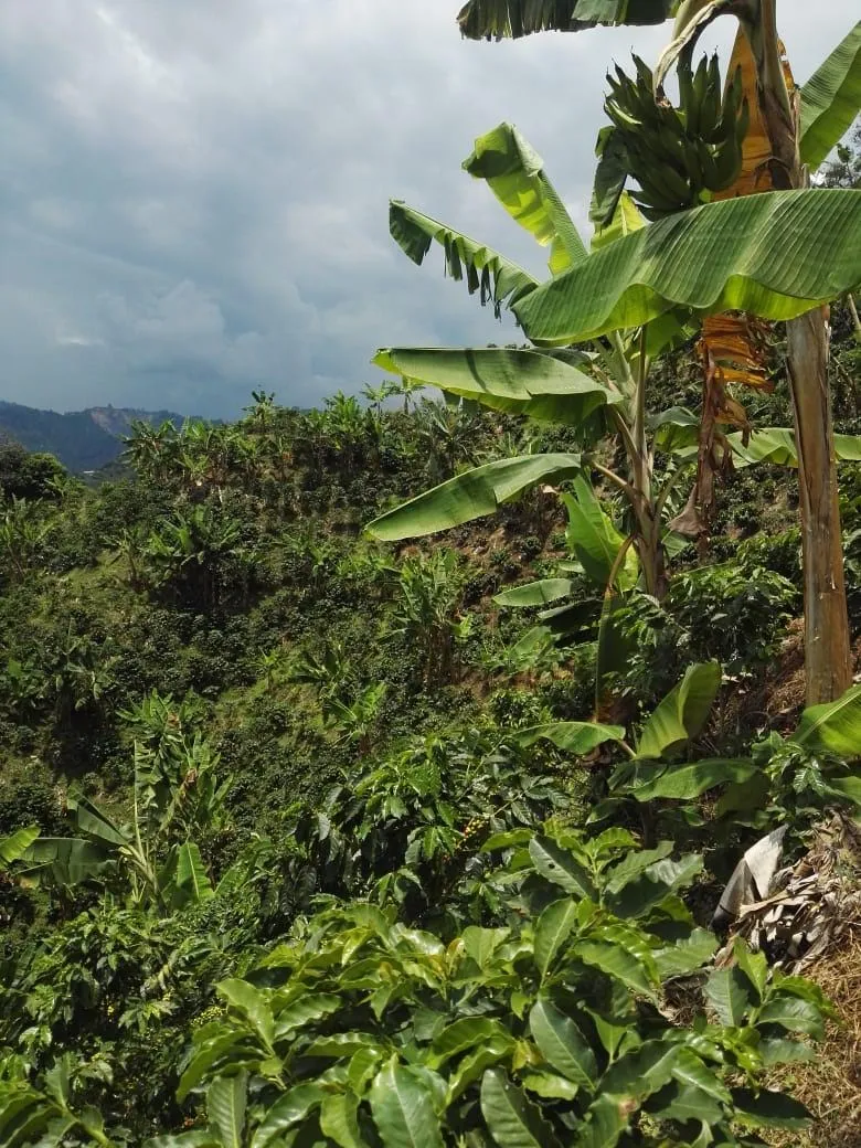 SE VENDE HERMOSA FINCA EN MANIZALES - 3