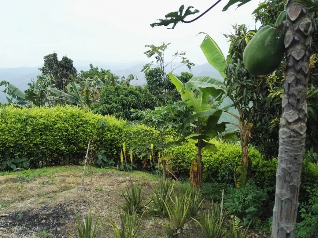 SE VENDE HERMOSA FINCA EN MANIZALES - 6