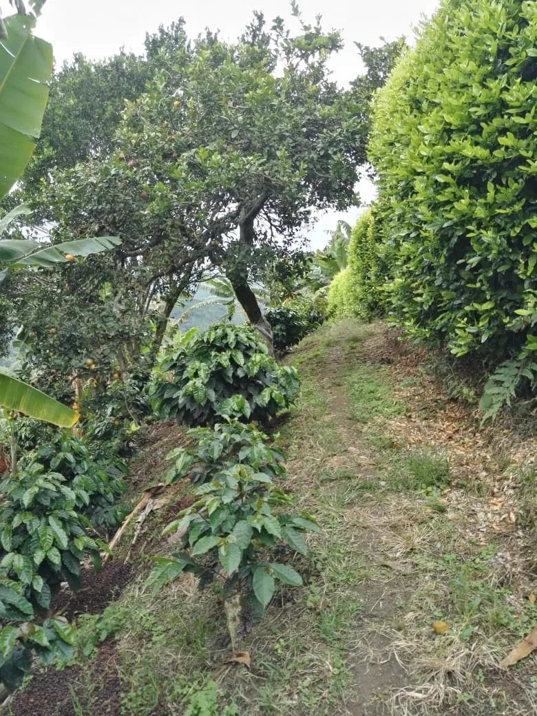 SE VENDE HERMOSA FINCA EN MANIZALES - 13