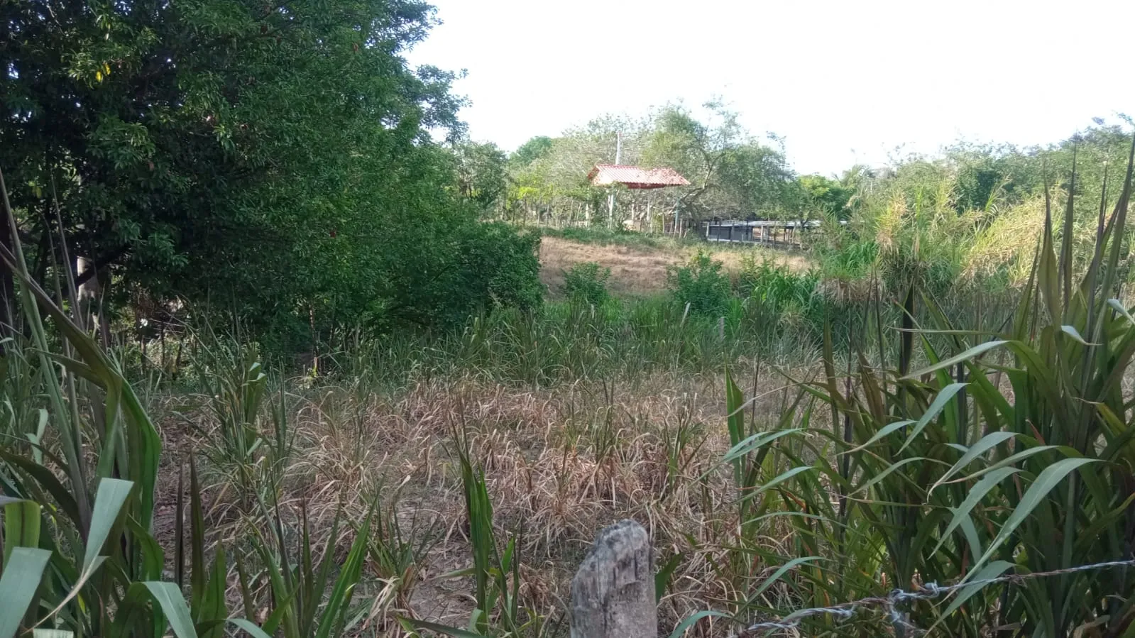 SE VENDE FINCA DE 30.000 M² EN BARANOA, ATLÁNTICO - 7