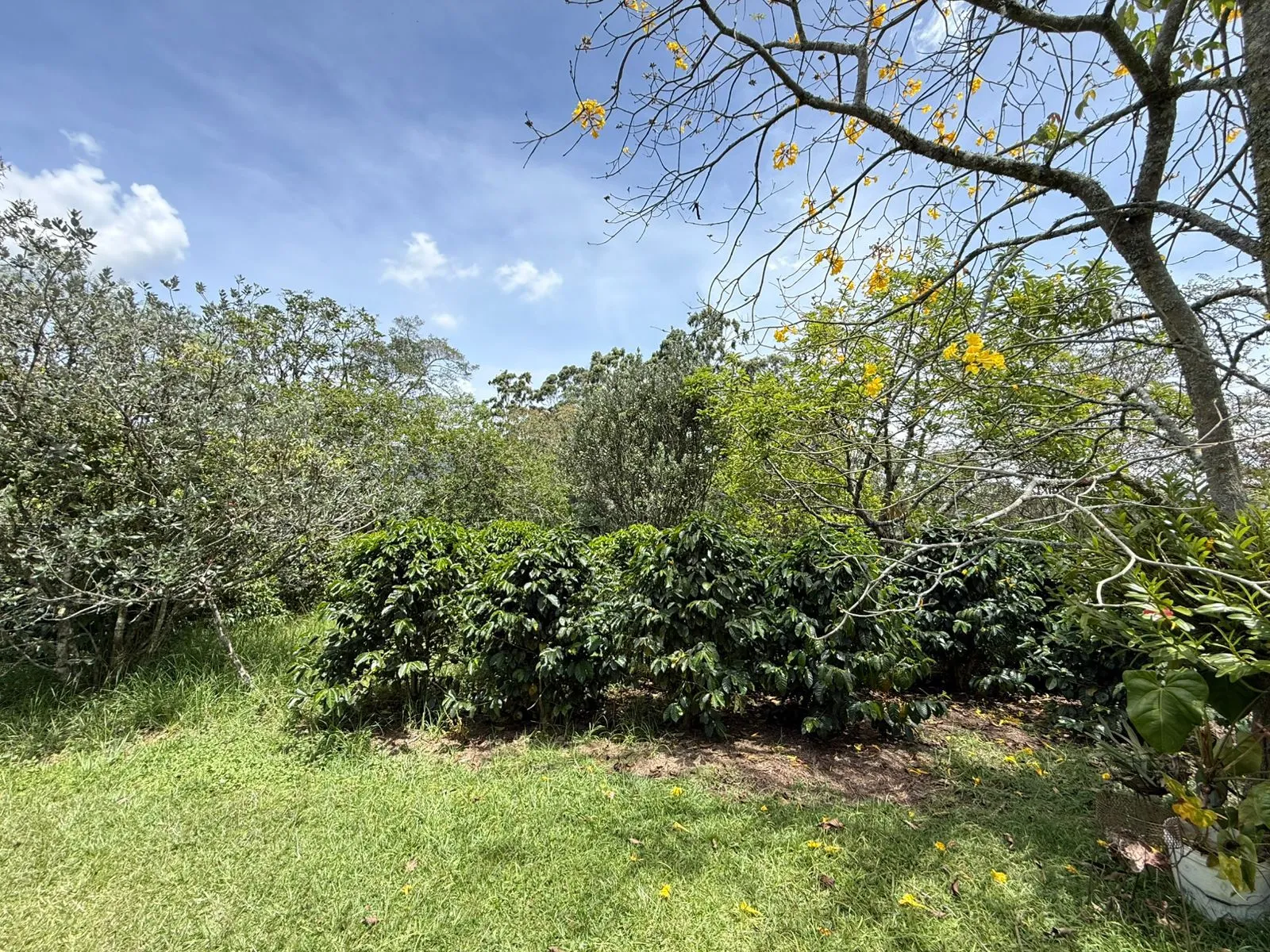 Se vende finca en vereda Betania - El Carmen de Viboral - 4