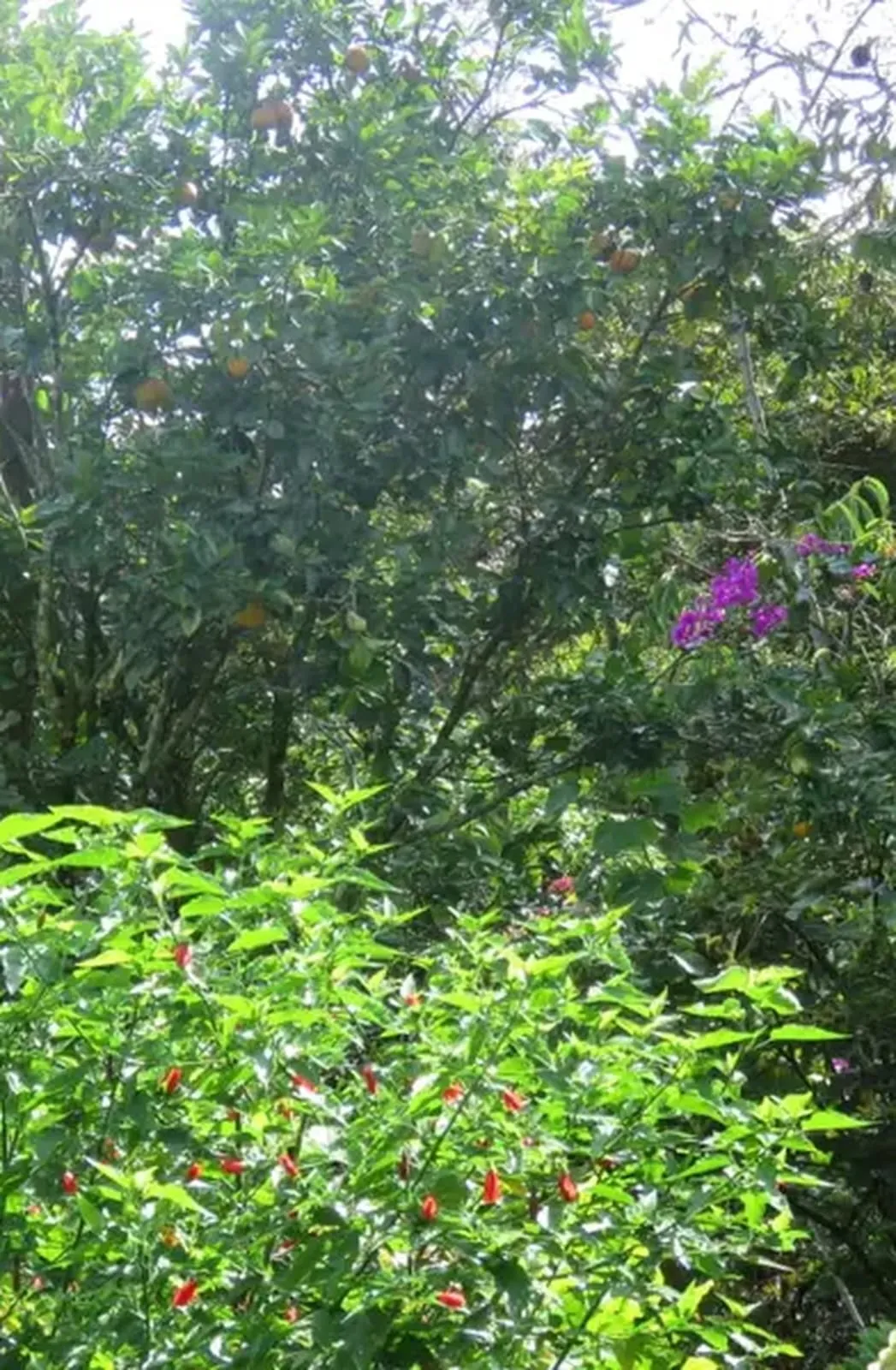 Arriendo casa campestre en La Vega, Cundinamarca. — foto 8