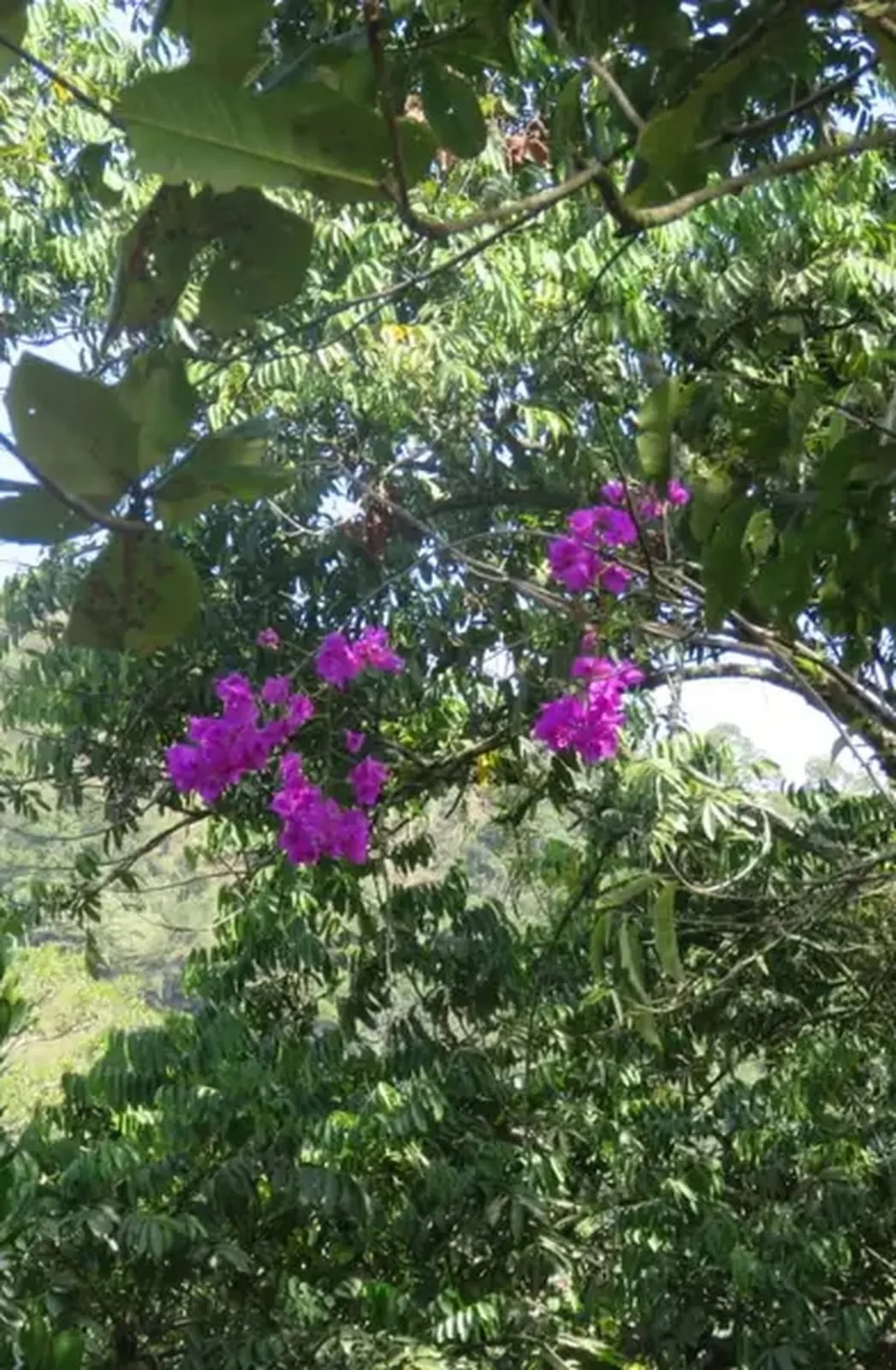 Arriendo casa campestre en La Vega, Cundinamarca. — foto 7